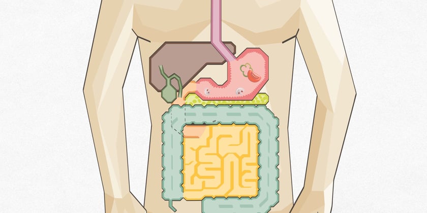 Illustration eines Bauches mit Verdauungsorganen