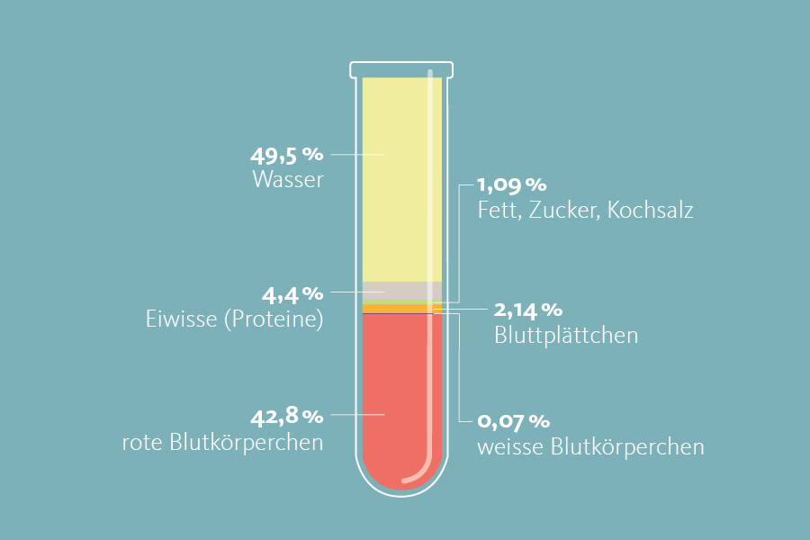 Ein Reagenzglas mit der prozentualen Verteilung der Zusammensetzung des Blutes. 