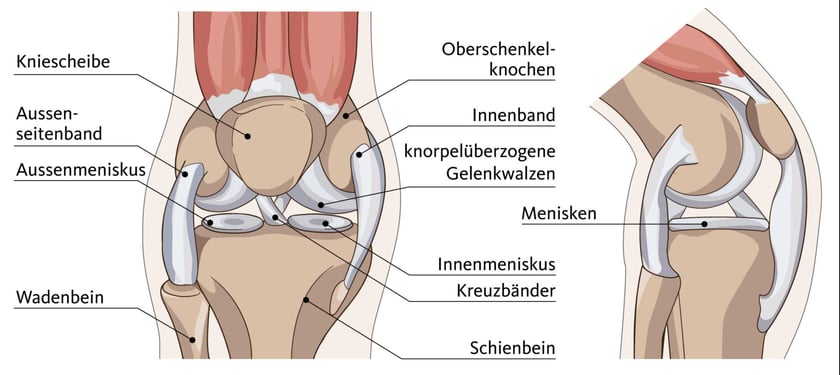 RSE_Blog_Meniskus